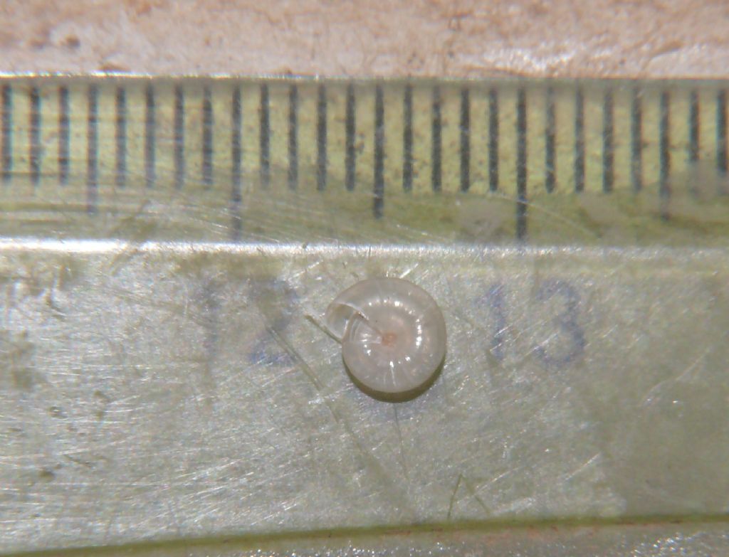 cf Vitra subrimata
